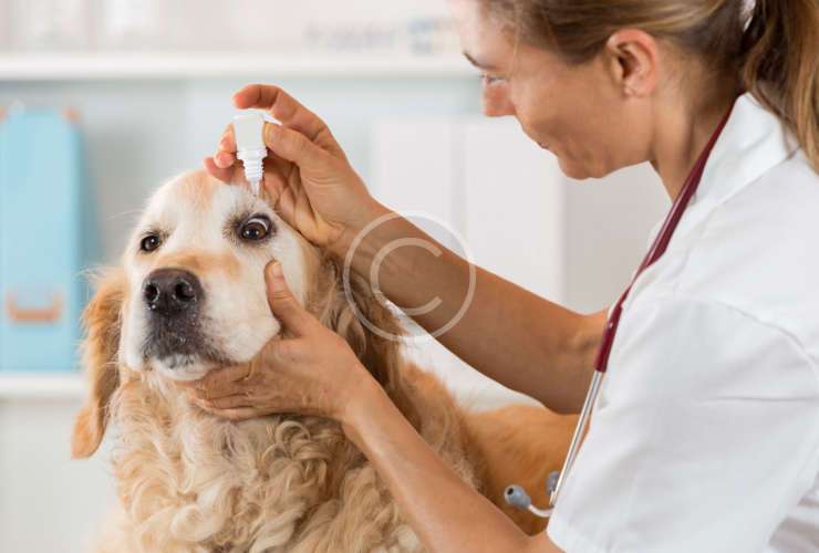 Food & Nutrition Support